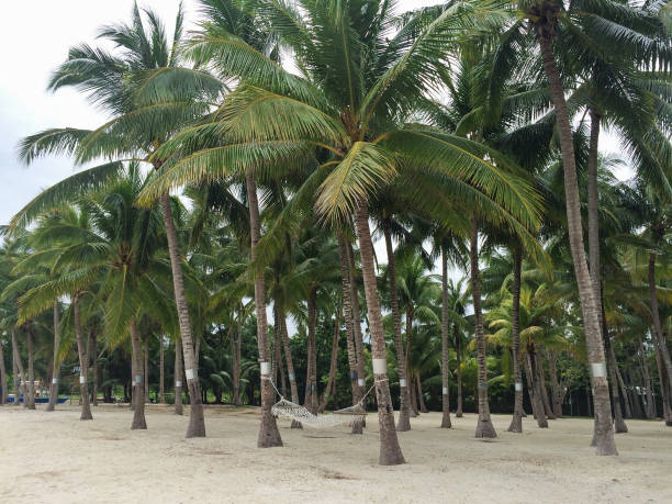 istock Rope hammock on seaside in palm tree forest. Idyllic tranqil place perfect for relaxing vacation on paradise tropical island. 1314823706