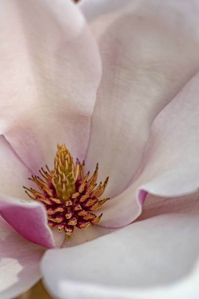 macro di un fiore di magnolia - magnolia blossom flower head single flower foto e immagini stock