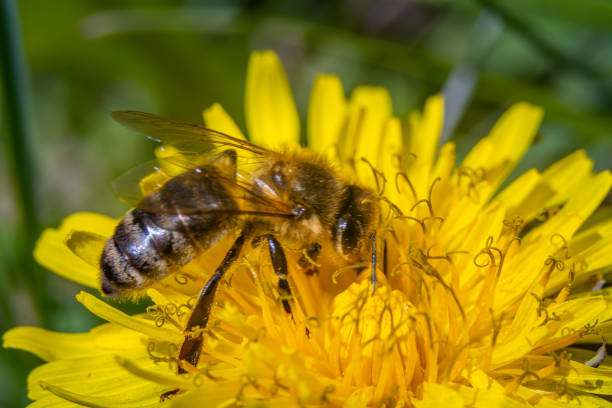 istock A bee collecting nectar from a dandelion flower. 1314825330
