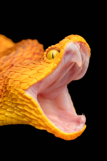 istock African Bush Viper (Atheris squamigera) with open mouth showing fangs 1314825545