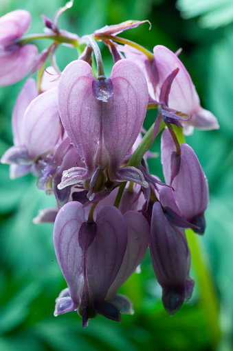 The Fringed bleeding heart flowers