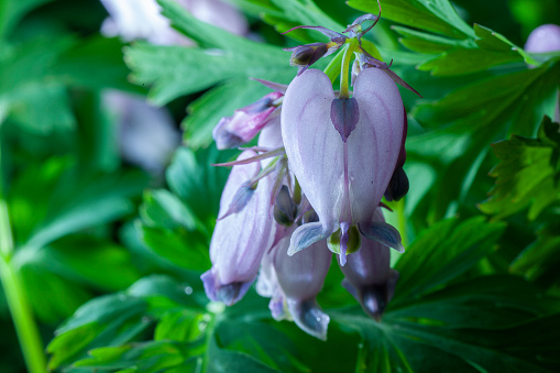 The Fringed bleeding heart flowers