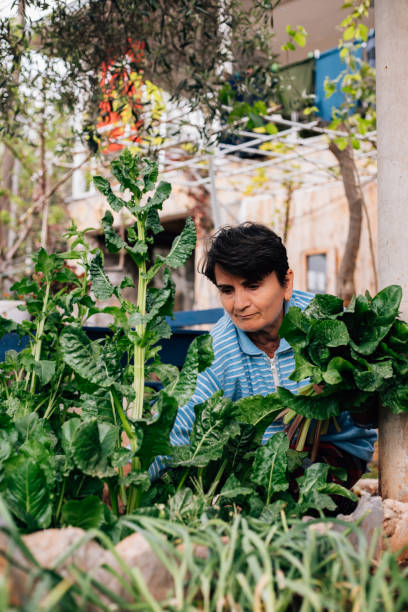 istock Woman picking spinach leaves from her garden 1314836840