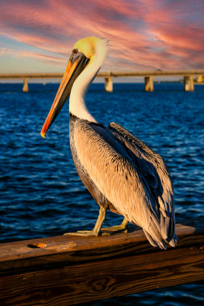 pelican brun adulte donnant sur la baie de sarasota en floride, etats-unis - pélican photos et images de collection