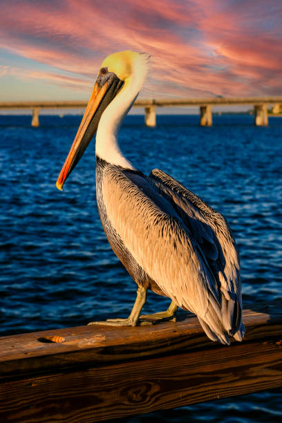 pellicano bruno adulto che si affaccia sulla baia di sarasota in florida, usa - pellicano foto e immagini stock