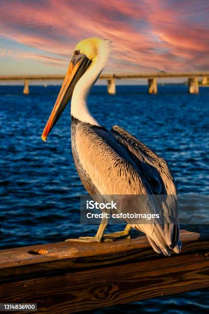Adult Brown Pelican Overlooking Sarasota Bay In Florida Usa Stock Photo - Download Image Now
