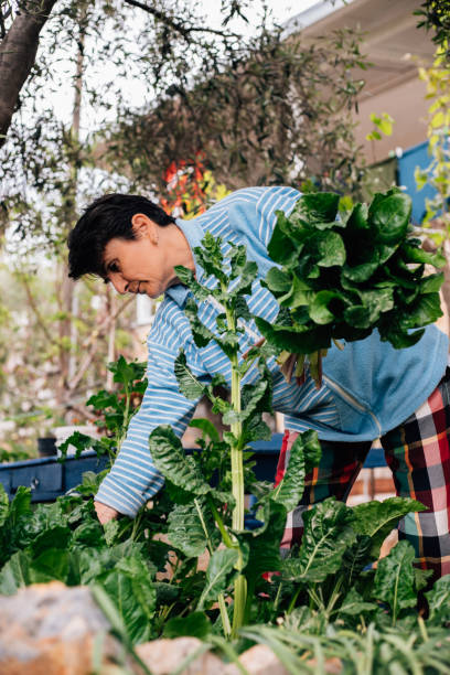 istock Woman holding fresh spinach leaves 1314837078