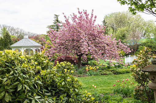 A view of cherry blossoms trees