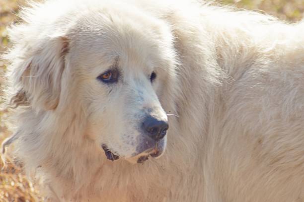 istock Great Pyrenees dog, Pyrenean mountain dog 1314838965
