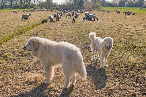 Two herding dogs with their flock