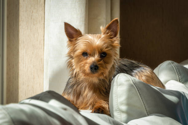 istock Adult Yorkshire Terrier 1314839193