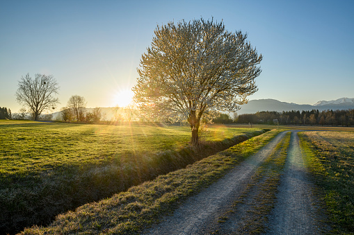 Sunrise at a country road with a blooming tree during springtime