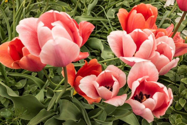 Tulipa Vermelha Pétalas Aberto Na Primavera Nos Eua Banco de Imagens e  Fotos de Stock - iStock