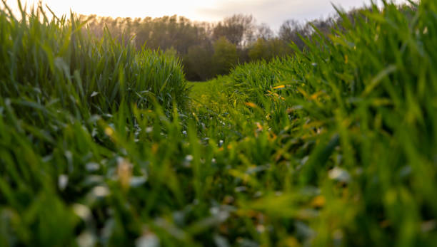 istock A low perspective single track on a jong green grain or wheat field in The Netherlands at sunset. 1314842467
