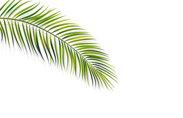 illustrations, cliparts, dessins animés et icônes de lame verte de palmier sur le fond blanc - palm tree leaf tree frond