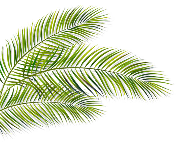 illustrations, cliparts, dessins animés et icônes de lame verte de palmier sur le fond blanc - palm tree leaf tree frond