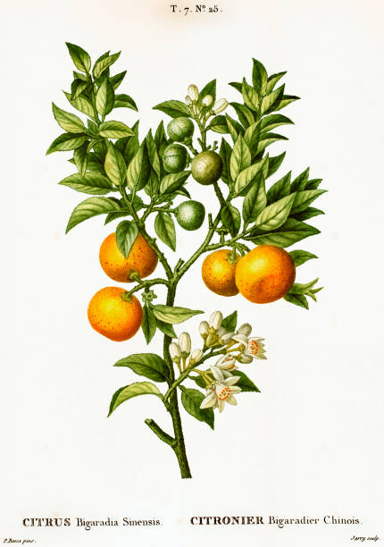 ilustraciones, imágenes clip art, dibujos animados e iconos de stock de naranjo amargo con frutas | ilustraciones botánicas antiguas - botánica