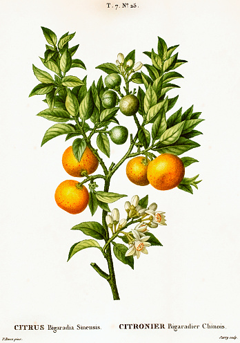 Bitter orange tree branch with leaves and fruits (Citrus bigaradia sinensis). Illustration from Traité des Arbres et Arbustes (1801-1819) by Pierre Joseph Redouté.