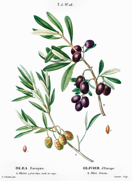 ilustrações de stock, clip art, desenhos animados e ícones de olive tree branch with black and green fruits - vintage mediterranean wine and food illustrations - olive tree tree olive leaf