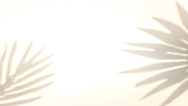 istock Leaf shadow summer background. Plant leaf shadows on white wall in abstract tropical sunlight texture, for overlay on product presentation, backdrop and mockup, sun light seasonal concept. 1314846084