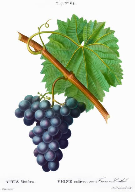 голубая виноградная лоза или витис винифера - французское вино и пищевые иллюстрации - vinifera stock illustrations