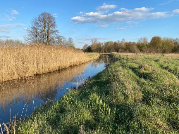 istock A field of reeds 1314847641