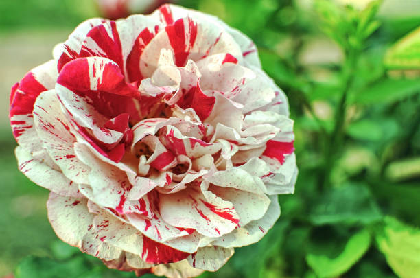 flor de rosa branca e vermelha listrada - pink rose flower color image - fotografias e filmes do acervo