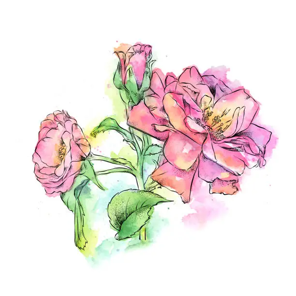 Vector illustration of Wild Rose Watercolor and Ink Illustration. Vector EPS10 Illustration