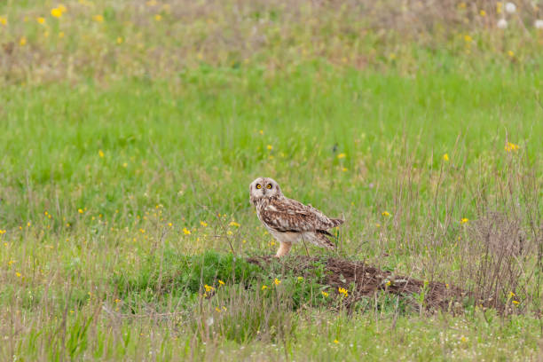 istock Short-eared owl, Asio flammeus, single bird in grass 1314850094