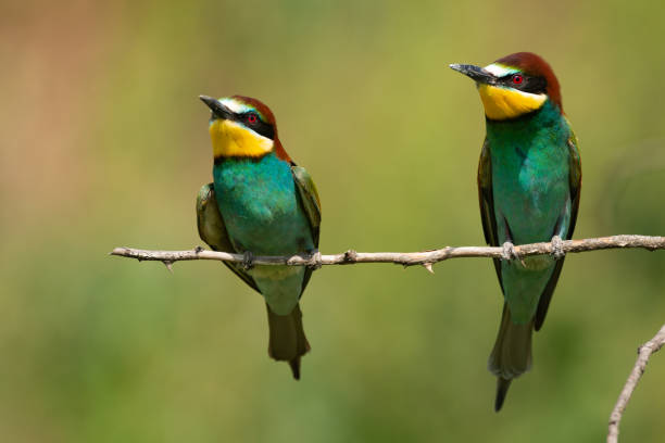 istock Two European bee eater Merops apiaster sits on a branch 1314850130
