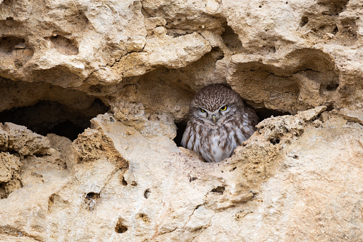 A cute Little Owl looking out from its hole in a wall. Athene noctua.