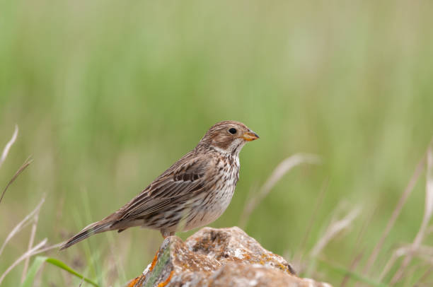 istock Corn bunting Miliaria calandra sitting on a stone 1314850361