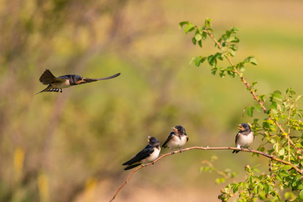 istock Bird Barn Swallow Hirundo rustica in flight 1314850418