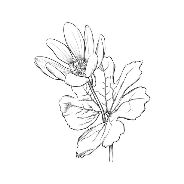 Free Wallpapers: Bloodroot Close-Up | Nature