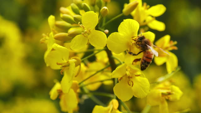 Honey bee pollinating rape seed flower, close-up, slo-mo - Stock Video
