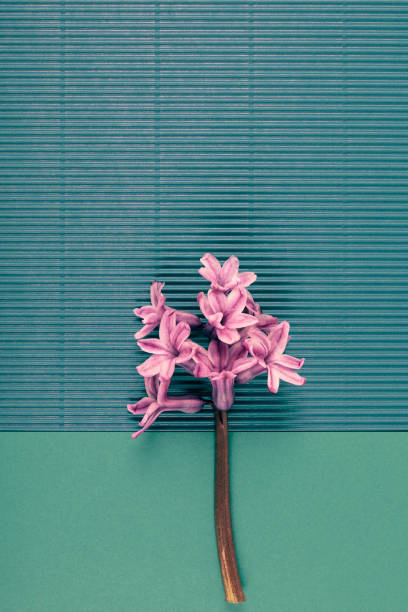 istock Pink hyacinth flower on dual blue tone background. Minimal spring concept. 1314854158