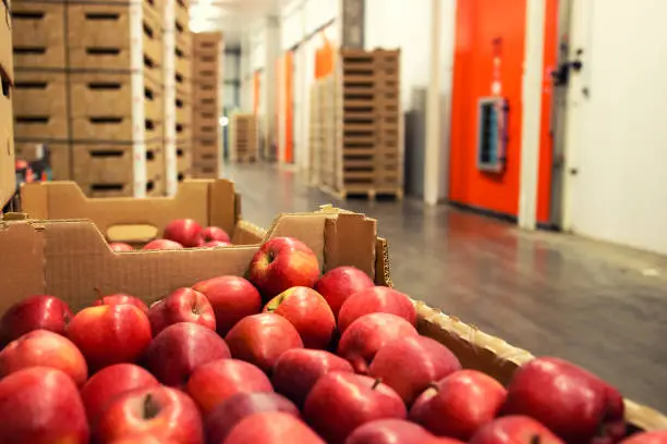 Apple fruit waiting to be moved into cold storage in food processing factory.