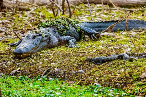 Photo of Mother with a group of little baby alligators resting on the grass