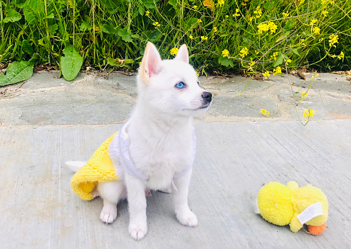 A Pomsky puppy enjoys nature in Spring time