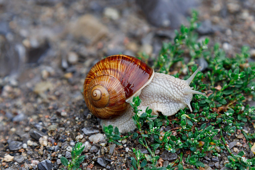 A living wine snail crawls on grass after rain. Large twisted wet shell, tentacles extended upwards. Close-up. Selective focus