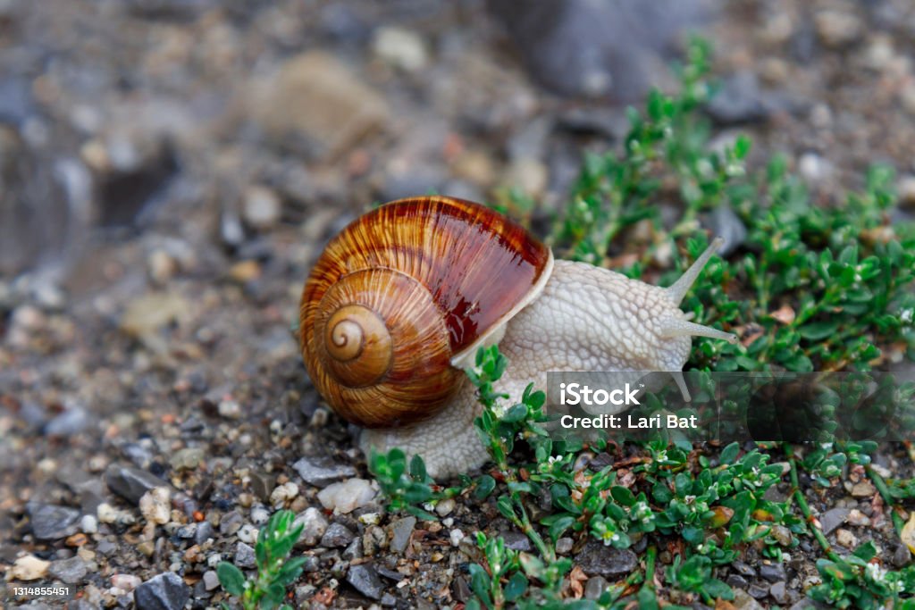 A living wine snail crawls on grass after rain. Large twisted wet shell, tentacles extended upwards. Close-up. Selective focus A living wine snail crawls on grass after rain. Large twisted wet shell, tentacles extended upwards. Close-up. Selective focus. Snail Stock Photo