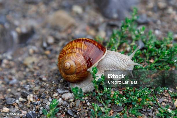 A Living Wine Snail Crawls On Grass After Rain Large Twisted Wet Shell Tentacles Extended Upwards Closeup Selective Focus Stock Photo - Download Image Now