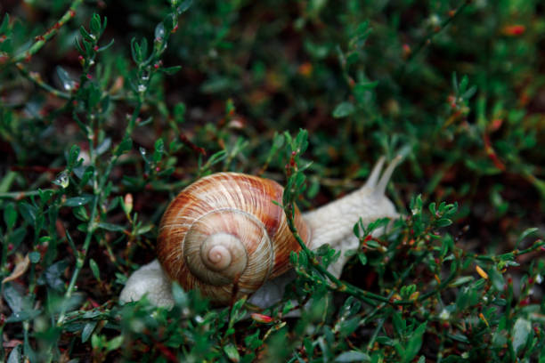 istock A living wine snail crawls on grass after rain. Large twisted wet shell, tentacles extended upwards. Close-up. Selective focus 1314855462