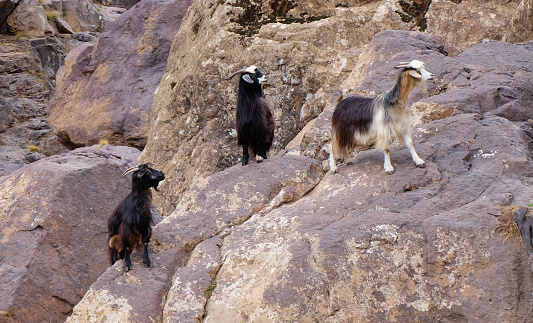A herd of goats in Toubkal National Park, a national park in the High Atlas mountain range in West Morocco