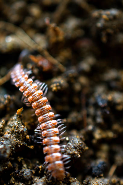 Parajulid Millipede of the Family Parajulidae with selective focus