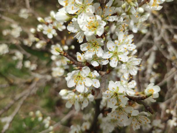 istock Close up of cherry blossom 1314858167