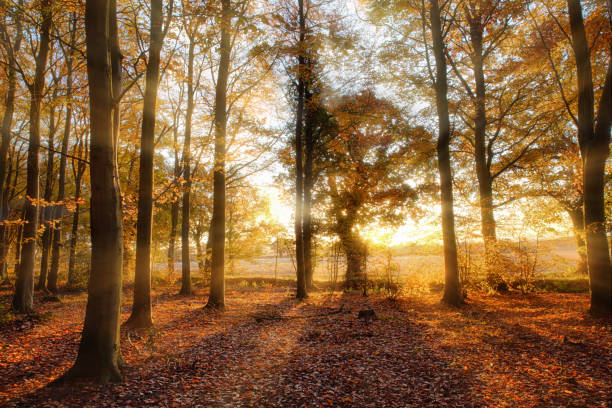 istock Autumn forest with golden sunlight in Norfolk 1314859645