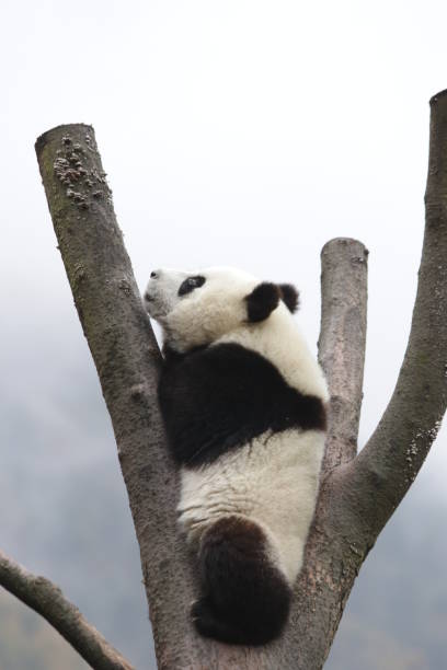 istock Little Panda on the High Tree, China 1314860227