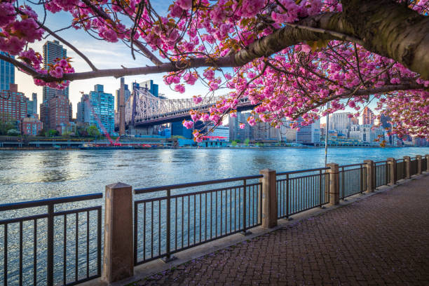 istock Queensboro Bridge and Midtown Manhattan 1314862314