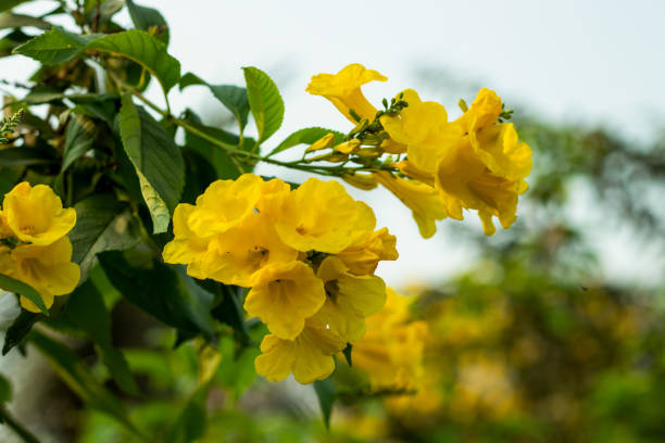 angel's trumpet yellow flower is a tropical native that has long flowers plants - long grass uncultivated plant stage plant condition imagens e fotografias de stock